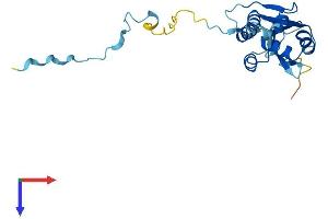 AlphaFold protein structure predicition of Mouse Recombinant Fcf1 Protein, UniprotID Q9CTH6