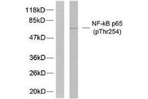 Western blot analysis of extracts from 293 cells treated with TNF-alpha, using NF-kappaB p65 (Phospho-Thr254) Antibody. (NF-kB p65 anticorps  (pThr254))