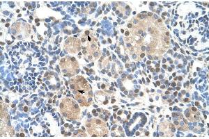 Human kidney (ZNF274 anticorps  (N-Term))