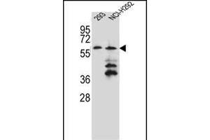 PREF12 Antibody (Center) (ABIN656063 and ABIN2845415) western blot analysis in 293,NCI- cell line lysates (35 μg/lane). (PRAMEF12 anticorps  (AA 107-135))