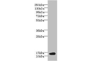 Western blot All lanes: BATF antibody at 6 μg/mL + NIH/3T3 whole cell lysate Secondary Goat polyclonal to rabbit IgG at 1/10000 dilution Predicted band size: 15 kDa Observed band size: 15 kDa