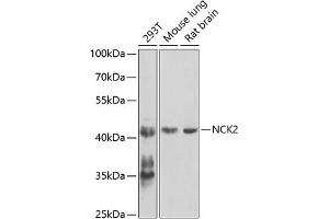 Western blot analysis of extracts of various cell lines, using NCK2 antibody (ABIN6128332, ABIN6144407, ABIN6144408 and ABIN6223694) at 1:1000 dilution. (NCK2 anticorps  (AA 1-380))