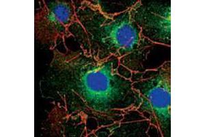 Confocal immunofluorescence analysis of COS cells using LPP mouse mAb (green). (LPP anticorps)
