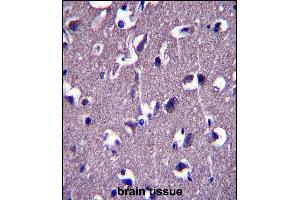 GRID1 Antibody (C-term) (ABIN657574 and ABIN2846579) immunohistochemistry analysis in formalin fixed and paraffin embedded human brain tissue followed by peroxidase conjugation of the secondary antibody and DAB staining. (GRID1 anticorps  (C-Term))