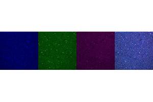 Immunohistochemistry (IHC) image for anti-Parvalbumin (PVALB) antibody (ABIN7456156)