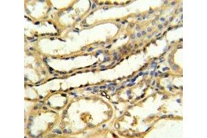 TRAP antibody IHC analysis in formalin fixed and paraffin embedded human kidney tissue (CD40 Ligand anticorps  (AA 33-62))