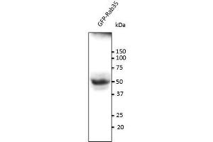 Anti-Rab35 Ab at 1/500 dilution, 293HEK transfected With GFP-Rab35, lysates at 100 gg per Iane, rabbit polyclonal to goat lgG (HRP) at 1/10,000 dilution,