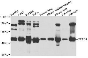 Western blot analysis of extracts of various cell lines, using TEAD4 antibody. (TEAD4 anticorps  (AA 110-250))