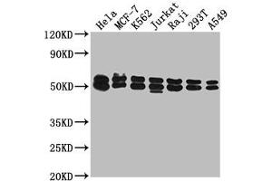 Western Blot Positive WB detected in: Hela whole cell lysate, MCF-7 whole cell lysate, K562 whole cell lysate, Jurkat whole cell lysate, Raji whole cell lysate, 293T whole cell lysate, A549 whole cell lysate All lanes: DNAJA3 antibody at 1:2000 Secondary Goat polyclonal to rabbit IgG at 1/50000 dilution Predicted band size: 53, 50, 34 kDa Observed band size: 53 kDa (DNAJA3 anticorps  (AA 86-184))