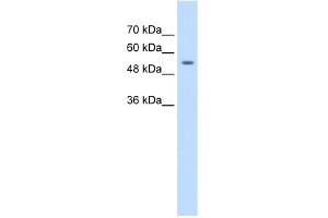 WB Suggested Anti-ZNF498 Antibody Titration:  1. (Zinc Finger and SCAN Domain Containing 25 (ZSCAN25) (Middle Region) anticorps)