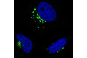 Immunofluorescent staining of HeLa cells with GORASP2 monoclonal antibody, clone CL2610  (Green) shows specific the Golgi apparatus. (GORASP2 anticorps)