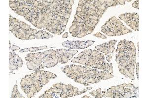ABIN6260153 and ABIN6268872 at 1/100 staining Rat pancreatic tissue by IHC-P. (Aurora A anticorps  (C-Term))
