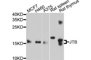 Western blot analysis of extracts of various cell lines, using JTB antibody. (JTB anticorps)