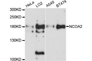 Western blot analysis of extracts of various cell lines, using NCOA2 antibody. (NCOA2 anticorps)