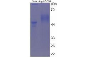 Image no. 1 for Angiotensin 1-7 peptide (Ovalbumin) (ABIN5666078)