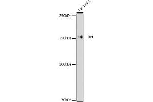 Western blot analysis of extracts of Rat brain, using Ret antibody (ABIN6130657, ABIN6146873, ABIN6146874 and ABIN6213585) at 1:1000 dilution.