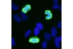 Immunofluorescence (IF) image for anti-Histone H3 (H3) (pSer10) antibody (ABIN7449558)
