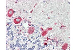 Anti-TNFRSF21 / DR6 antibody IHC staining of human brain, cerebellum.