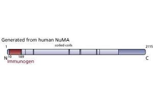 Image no. 3 for anti-Nuclear Mitotic Apparatus Protein 1 (NUMA1) (AA 10-189) antibody (ABIN968039) (NUMA1 anticorps  (AA 10-189))