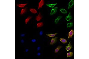 ABIN6259473 and ABIN6275568 staining Hela cells by IF/ICC. (SH3RF3 anticorps  (C-Term))