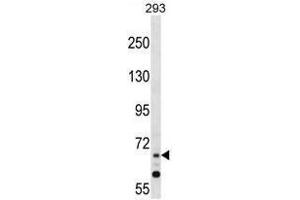 ZNF214 Antibody (N-term) western blot analysis in 293 cell line lysates (35 µg/lane). (ZNF214 anticorps  (N-Term))