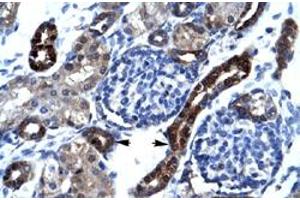 Immunohistochemical staining (Formalin-fixed paraffin-embedded sections) of human kidney with SFRS17A polyclonal antibody  at 4-8 ug/mL working concentration. (SFRS17A anticorps  (N-Term))