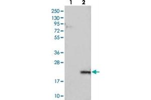Western blot analysis of Lane 1: Negative control (vector only transfected HEK293T lysate), Lane 2: Over-expression Lysate (Co-expressed with a C-terminal myc-DDK tag (~3. (LYZL6 anticorps)