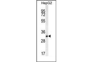 Western blot analysis of OR4K5 Antibody (C-term) in HepG2 cell line lysates (35ug/lane). (OR4K5 anticorps  (C-Term))
