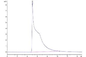 The purity of Human MIF is greater than 95 % as determined by SEC-HPLC. (MIF Protein (AA 2-115) (His tag))