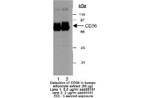 Image no. 1 for anti-CD36 (CD36) (AA 300-400) antibody (ABIN363470) (CD36 anticorps  (AA 300-400))