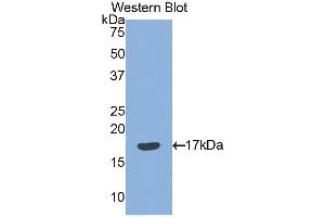 Western Blotting (WB) image for anti-Sema Domain, Immunoglobulin Domain (Ig), Short Basic Domain, Secreted, (Semaphorin) 3F (SEMA3F) (AA 350-483) antibody (ABIN1860521) (SEMA3F anticorps  (AA 350-483))