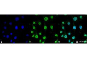 Immunocytochemistry/Immunofluorescence analysis using Mouse Anti-Trap1 Monoclonal Antibody, Clone 3H4-2H6 . (TRAP1 anticorps  (Biotin))