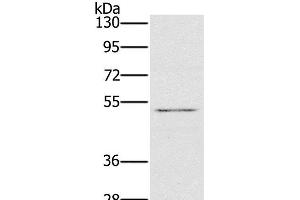 Western Blot analysis of HT-29 cell using HTR3C Polyclonal Antibody at dilution of 1:500 (HTR3C anticorps)