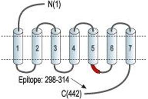 Representative domain view of the target of ABIN7043121.