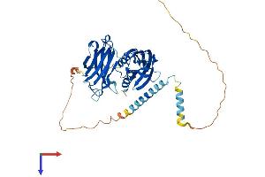 AlphaFold protein structure predicition of Human Recombinant SYT2 Protein, UniprotID Q8N9I0