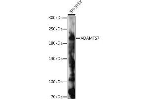 Western blot analysis of extracts of SH-SY5Y cells, using  antibody (ABIN7265441) at 1:1000 dilution. (ADAMTS7 anticorps  (AA 1600-1686))