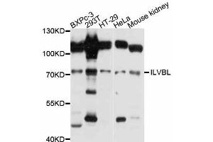 Western blot analysis of extracts of various cell lines, using ILVBL antibody (ABIN5997984) at 1:3000 dilution. (ILVBL anticorps)
