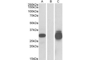 HEK293 lysate (10ug protein in RIPA buffer) overexpressing Human PPPDE1 with C-terminal MYC tag probed with ABIN2564677 (0. (PPPDE1 anticorps  (Internal Region))