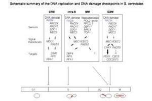 Checkpoints are mechanisms that impose delays in the cell cycle in response to DNA damage or defects in DNA replication, to ensure that mitotic transmission is error-free. (RAD9A anticorps  (pSer1129))