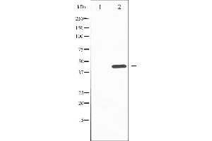 Western blot analysis of SAPK/JNK phosphorylation expression in nocodazole treated HepG2 whole cell lysates,The lane on the left is treated with the antigen-specific peptide. (SAPK, JNK (pTyr185) anticorps)