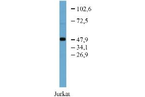 Western blotting analysis of TFG in Jurkat cell lysate using anti-TFG (TFG-03) purified.
