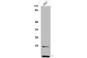 Western Blot analysis of HepG2 cells using Neddylin Polyclonal Antibody (NEDD8 anticorps  (N-Term))