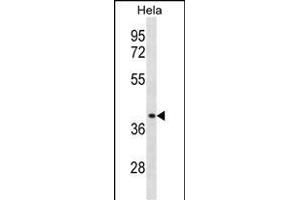 CCBP2 Antibody  (ABIN388746 and ABIN2838995) western blot analysis in Hela cell line lysates (35 μg/lane). (CCBP2 anticorps  (C-Term))