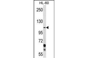 Western blot analysis in HL-60 cell line lysates (35ug/lane). (PCDHA10 anticorps  (C-Term))