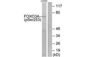 Western blot analysis of extracts from LOVO cells treated with serum 20% 30', using FKHRL1 (Phospho-Ser253) Antibody. (FOXO3 anticorps  (pSer253))
