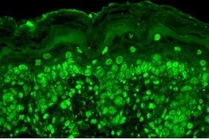 Immunohistochemistry analysis using Mouse Anti-Cav Beta2 Calcium Channel Monoclonal Antibody, Clone S8b-1 (ABIN863125).