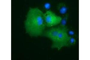 Anti-PRKD2 mouse monoclonal antibody (ABIN2453514) immunofluorescent staining of COS7 cells transiently transfected by pCMV6-ENTRY PRKD2 (RC215335). (PKD2 anticorps)