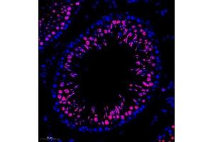 Immunofluorescence of paraffin embedded rat testis using RANBP3 (ABIN7075360) at dilution of 1:700 (260x lens) (RanBP3 anticorps)