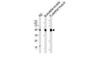 ENOB Antibody (Center) (ABIN1882078 and ABIN2839500) western blot analysis in RD cell line and mouse skeletal muscle,rat skeletal muscle lysates (35 μg/lane). (ENO3 anticorps  (AA 237-264))