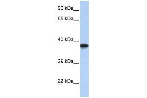 DMRTC2 antibody used at 0. (DMRTC2 anticorps  (N-Term))
